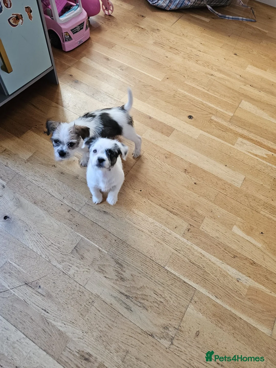 Mixed Breed dogs for sale: Shin tzu cross puppies - Advert 23
