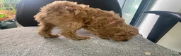 Cockapoo dogs for sale: Toy Poodle Cross Puppies, Mum & Dad Seen, London - Advert 26