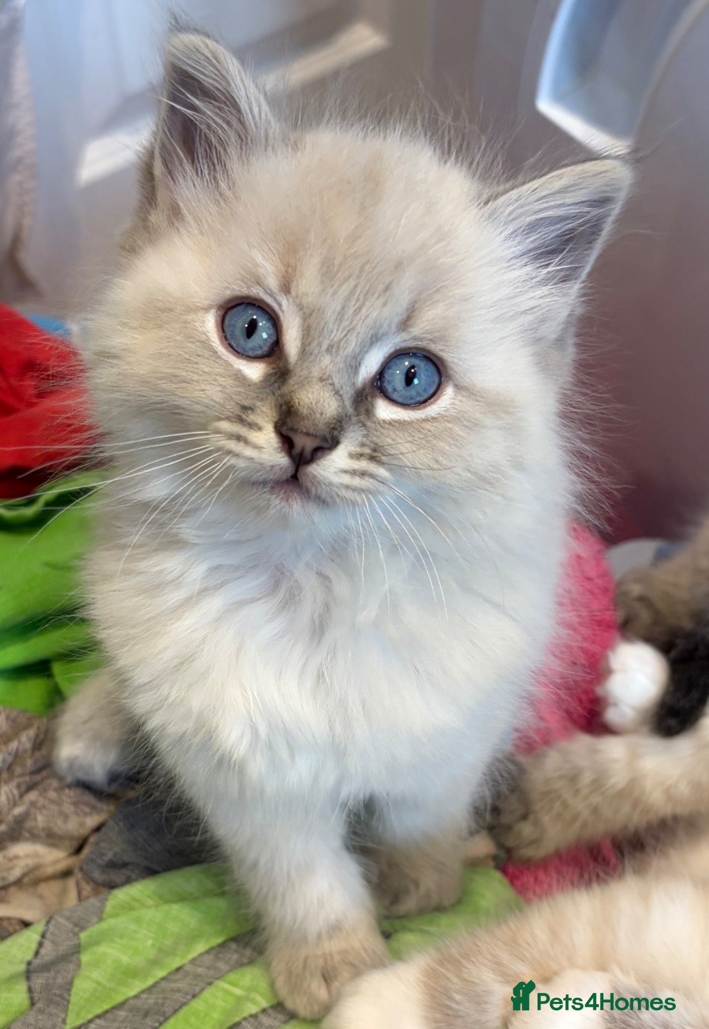 Ragdoll cats ✨3 male ragdoll kittens✨  - Advert 15