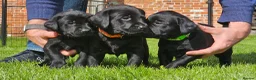 Labrador Retriever dogs for sale: KC labradors  - Advert 13