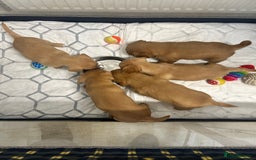 Mixed Breed dogs for sale: 4 beautiful playful pups - Image 12