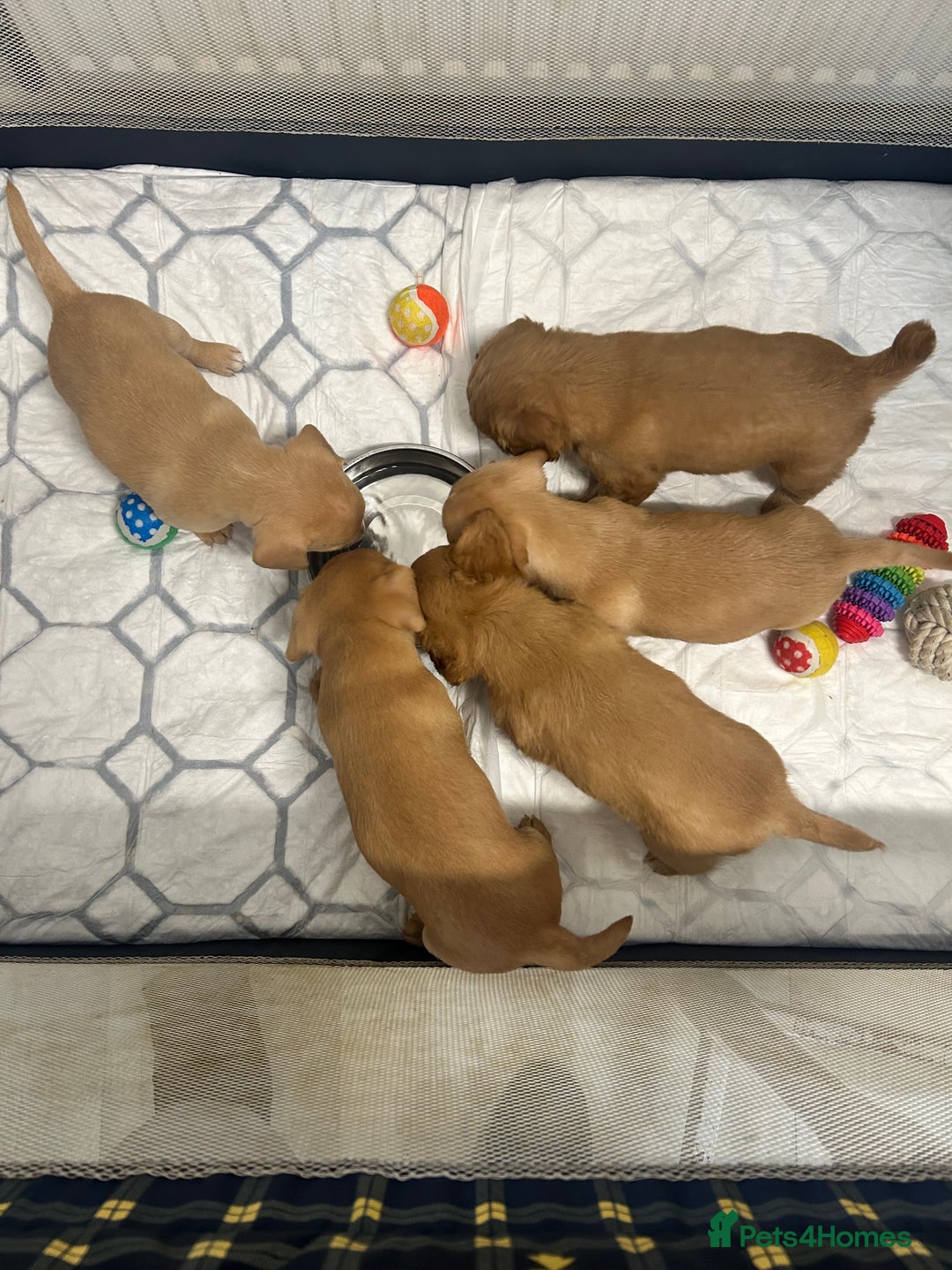 Mixed Breed dogs for sale: 4 beautiful playful pups - Image 12
