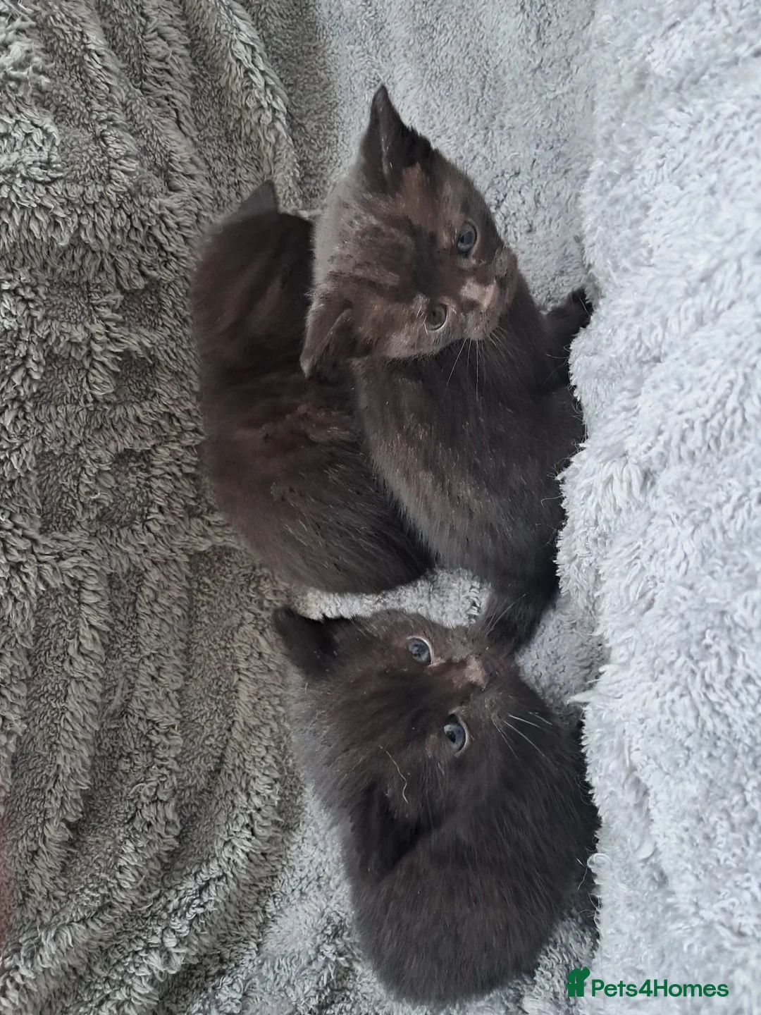 Mixed Breed cats for sale: Mixed breed kittens  in Buckhurst Hill - Advert 8