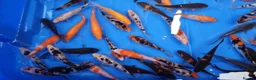 Koi Carp fish for sale: 4 to 5 inch Koi Carp mix pond fish in Chorley - Advert 10