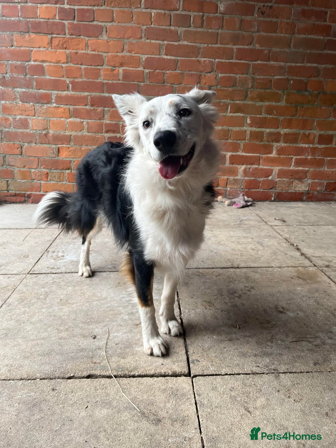 Border Collie dogs for sale: FOR REHOMING: Griff – 3-year-old Border Collie - Advert 4