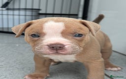 Staffordshire Bull Terrier dogs for sale: Ready now !! - Image 11