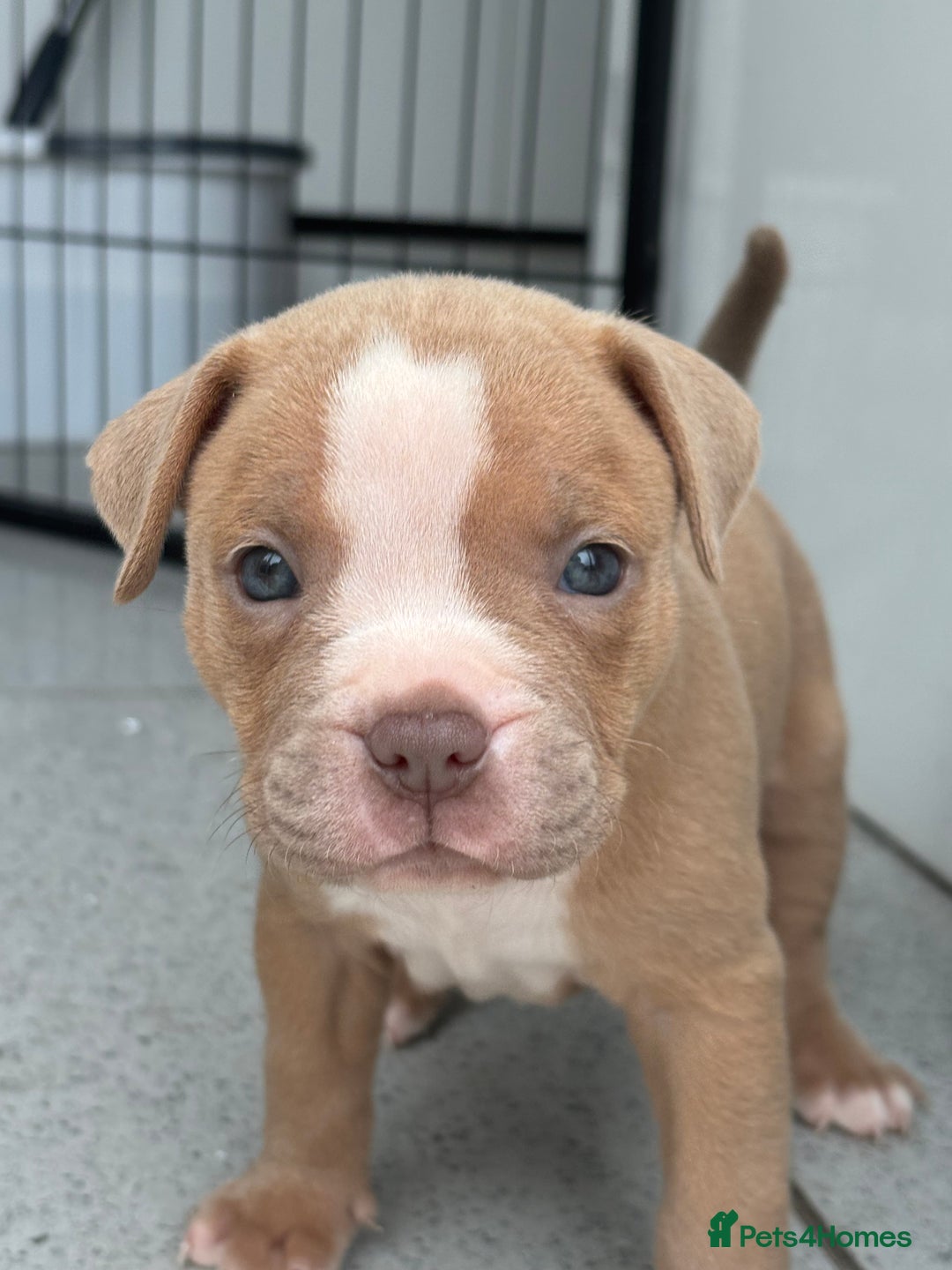 Staffordshire Bull Terrier dogs for sale: Ready now !! - Image 11