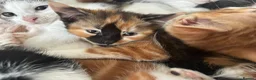 Mixed Breed cats for sale: Gorgeous kittens  - Advert 4