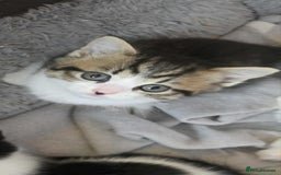 Mixed Breed cats for sale: Beautiful kittens for furever homes - Image 3