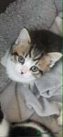 Mixed Breed cats Beautiful kittens for furever homes - Advert 3