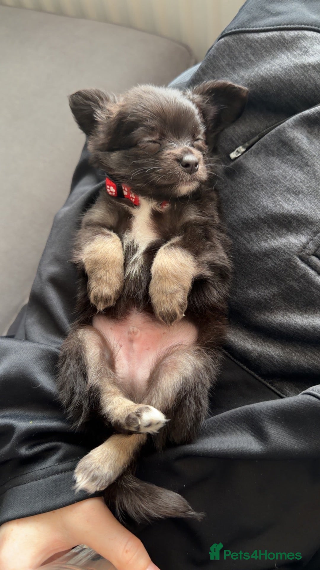 Pomchi dogs Pomchi puppies for sale - Advert 12