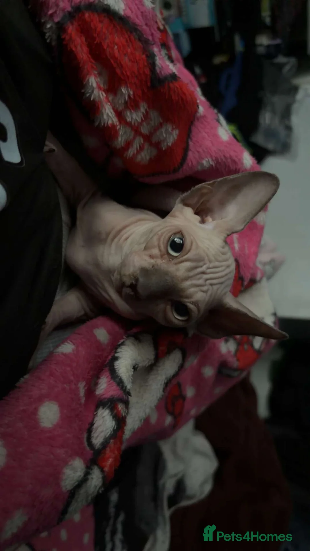 Sphynx cats for sale: Male sphinx forsale - Advert 1
