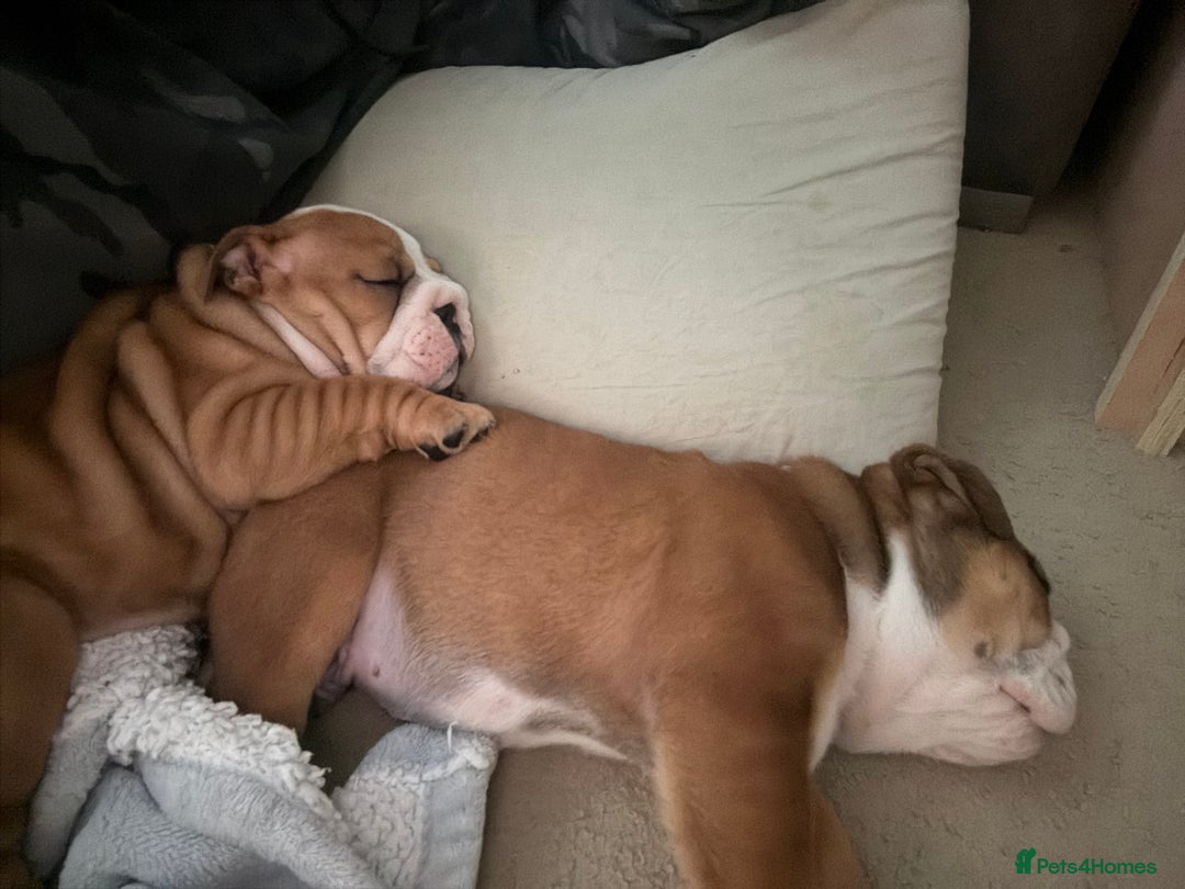 English Bulldog dogs for sale: 2 Beautiful Red & White English Bulldogs - Image 19