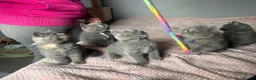 British Shorthair cats for sale: British short /longhair gccf  kittens  - Advert 12
