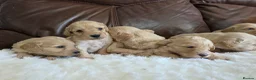 Cockapoo dogs for sale: DNA Health Tested Cockapoos Apricot/Golden - Advert 22