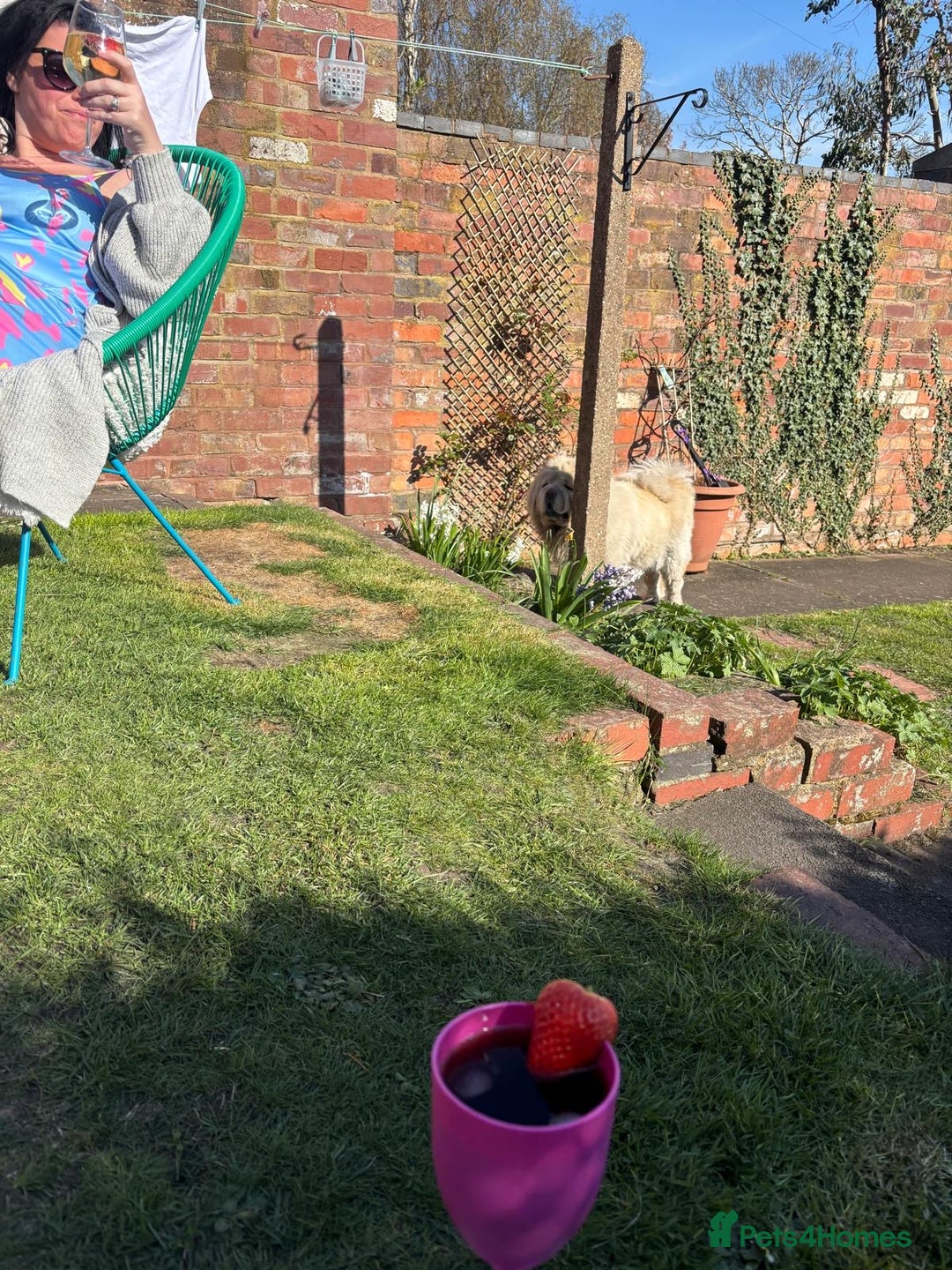 Chow Chow dogs for sale: Female chow chow for adoption - Advert 4