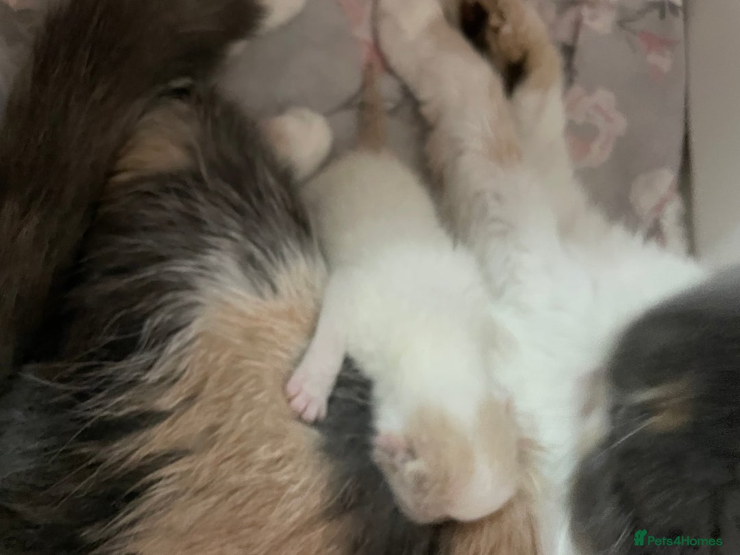 Exotic cats for sale: 🧡 MALE EXOTIC KITTEN READY NOW CHAMPION LINES - Image 4