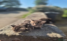 Mixed Breed cats for sale: Bengal X kittens- Ready Now - Image 4