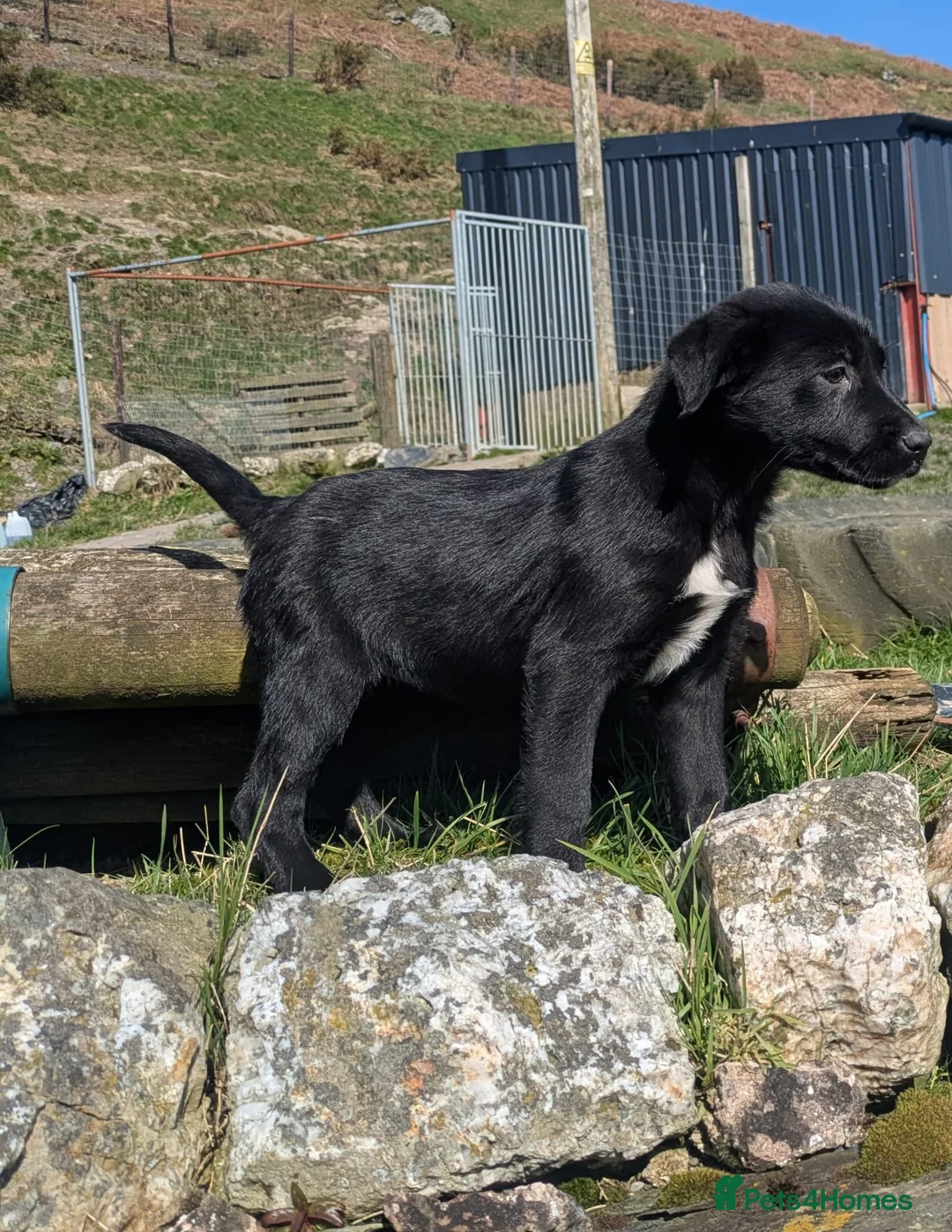 Borador dogs for sale: *Borador pups 3 female* READY NOW - Advert 2
