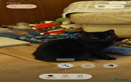 British Shorthair cats for sale: Marley - Image 1