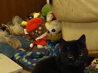 British Shorthair cats for sale - Advert 1