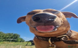 Mixed Breed dogs for adoption: Jimmy is looking for an amazing home - Image 22