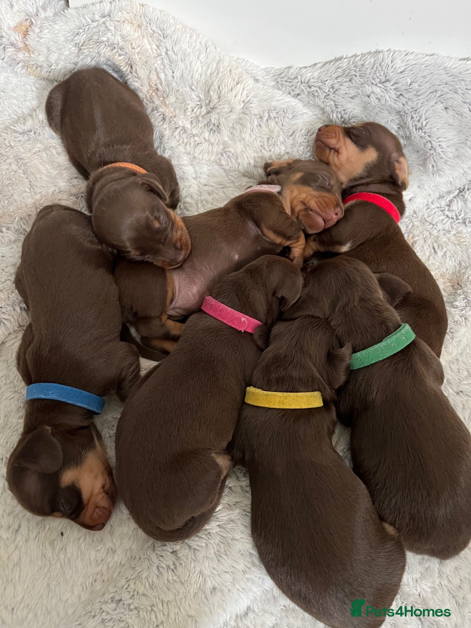 Dachshund dogs Beautiful dachshund puppies  - Advert 3