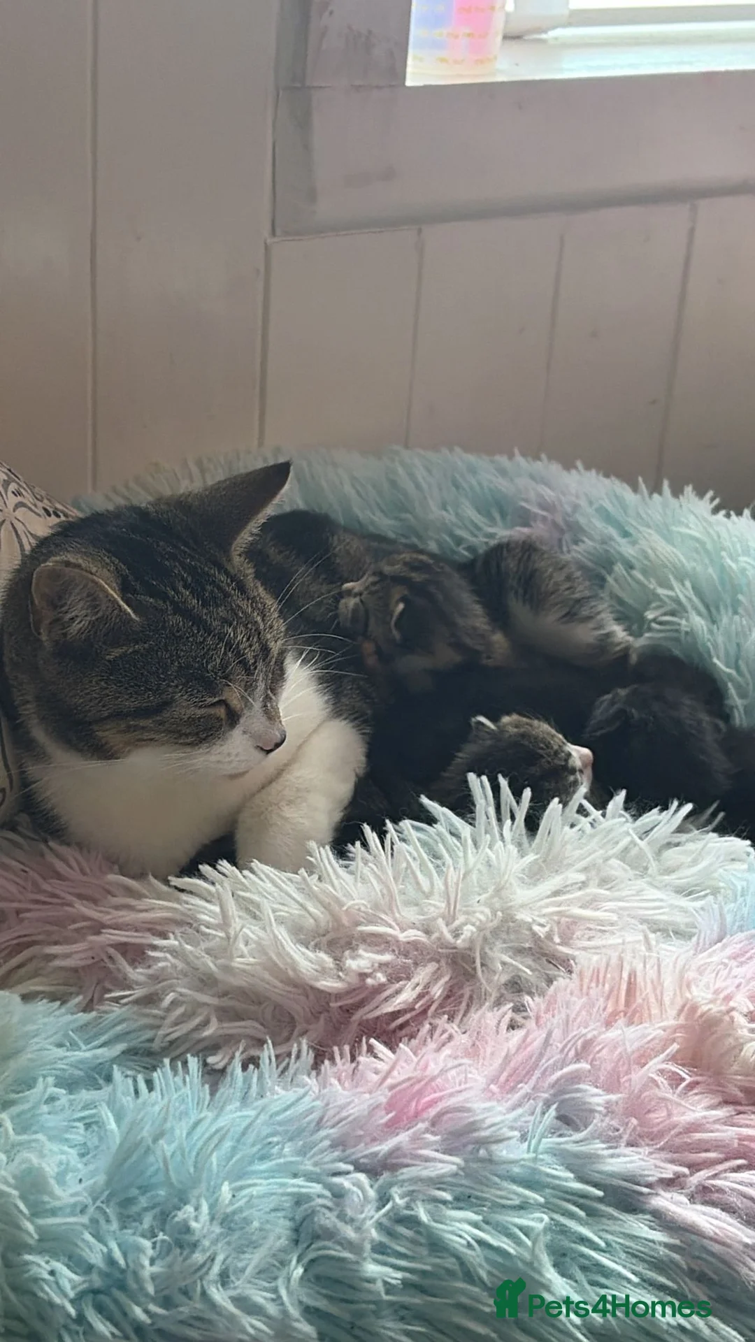 Mixed Breed cats for sale: 5 kittens for sale  - Advert 6