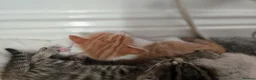 Mixed Breed cats for sale: Cute and  playful kittens  - Advert 12