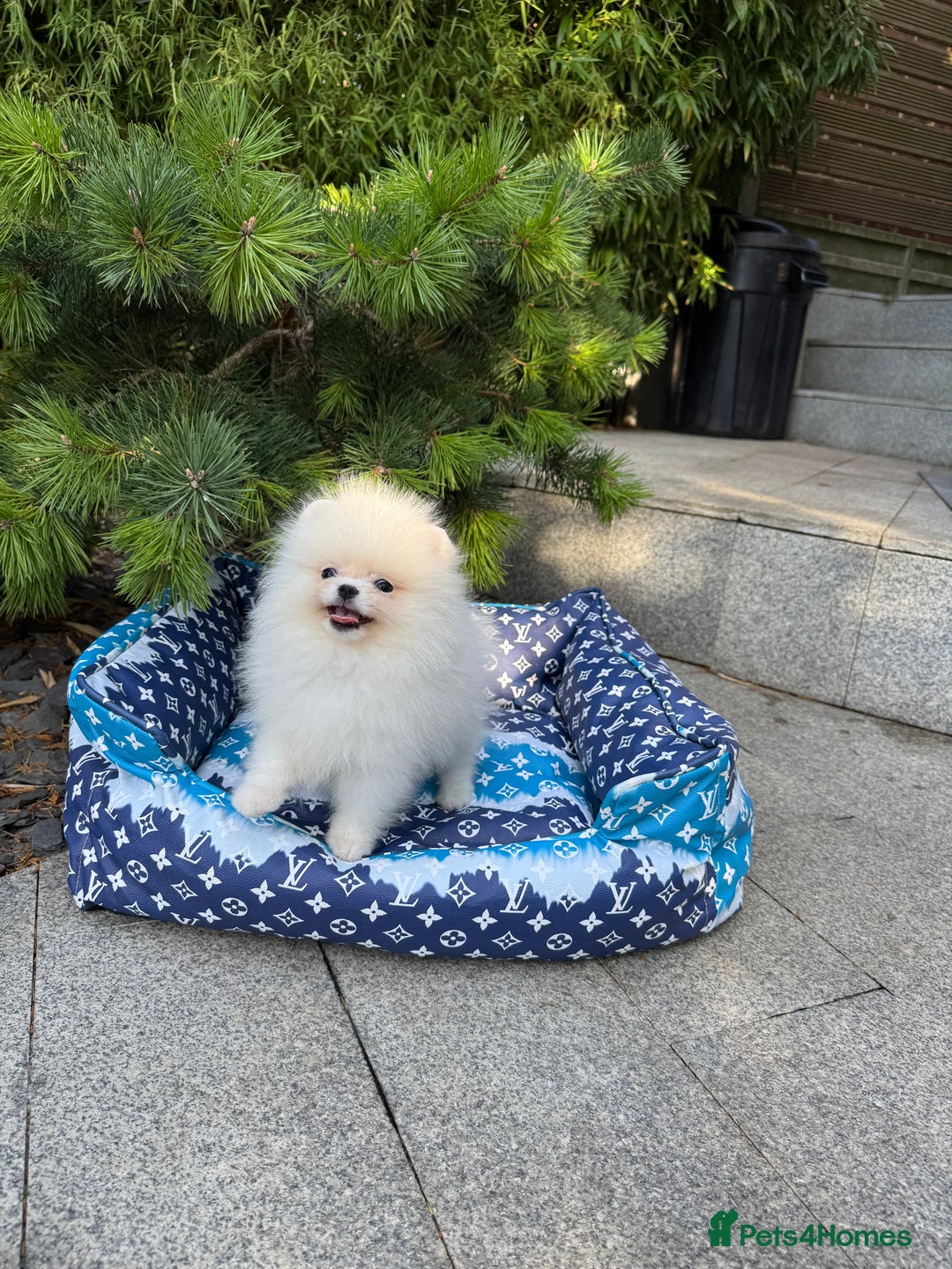 Pomeranian dogs for sale: SUPER TINY ICE WHITE POMERANIAN BOY - Image 17