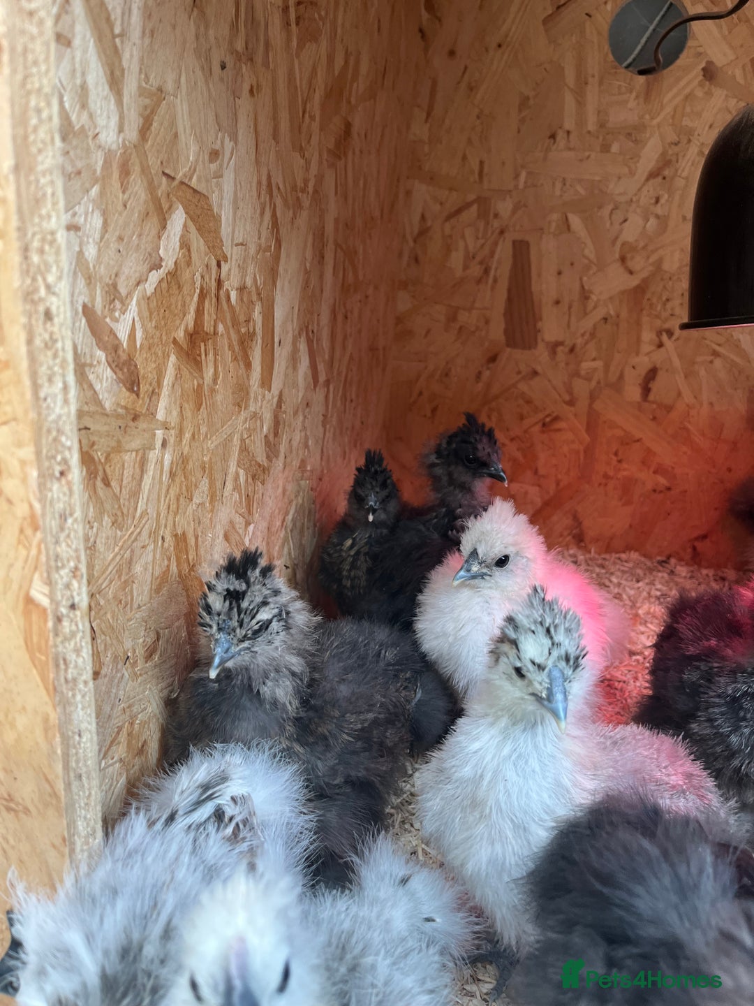 Chickens poultry for sale: Silkies - ducklings - Drakes - Advert 21