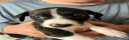 Mixed Breed dogs for sale: 11 beautiful parson Russell x pups - Advert 16