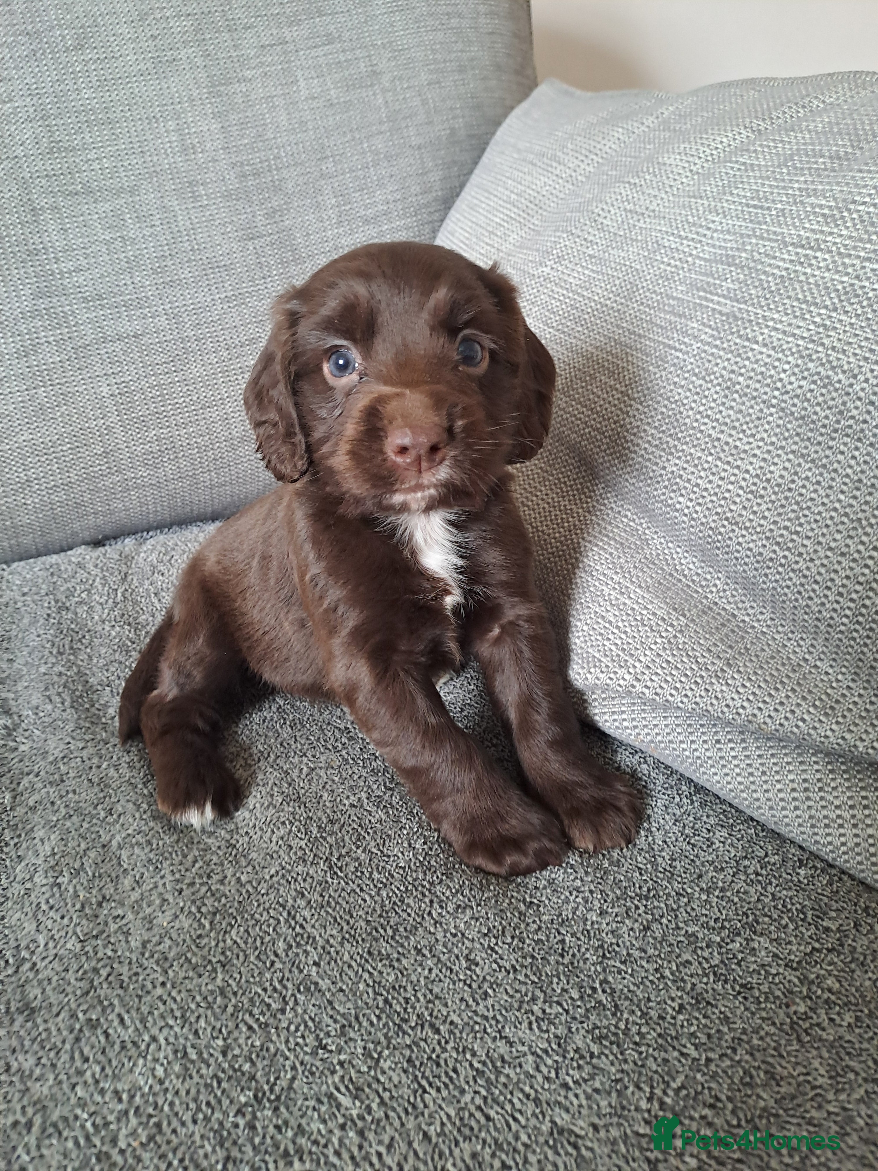 Sprocker dogs beautiful F1 Sprocker puppies  - Advert 1