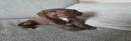 Sprocker dogs for sale: beautiful F1 Sprocker puppies  - Advert 1