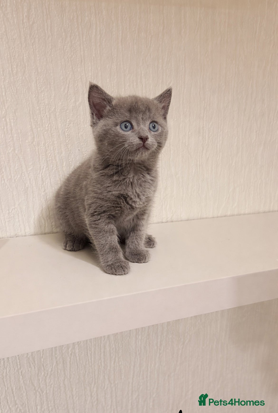 Mixed Breed cats British shorthair x ragdoll  - Advert 17