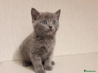 Mixed Breed cats British shorthair x ragdoll - Advert 17