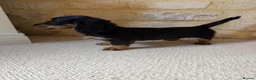 Miniature Dachshund dogs for sale: READY NOW KC Long-Haired Miniature Dachshund girl - Advert 2