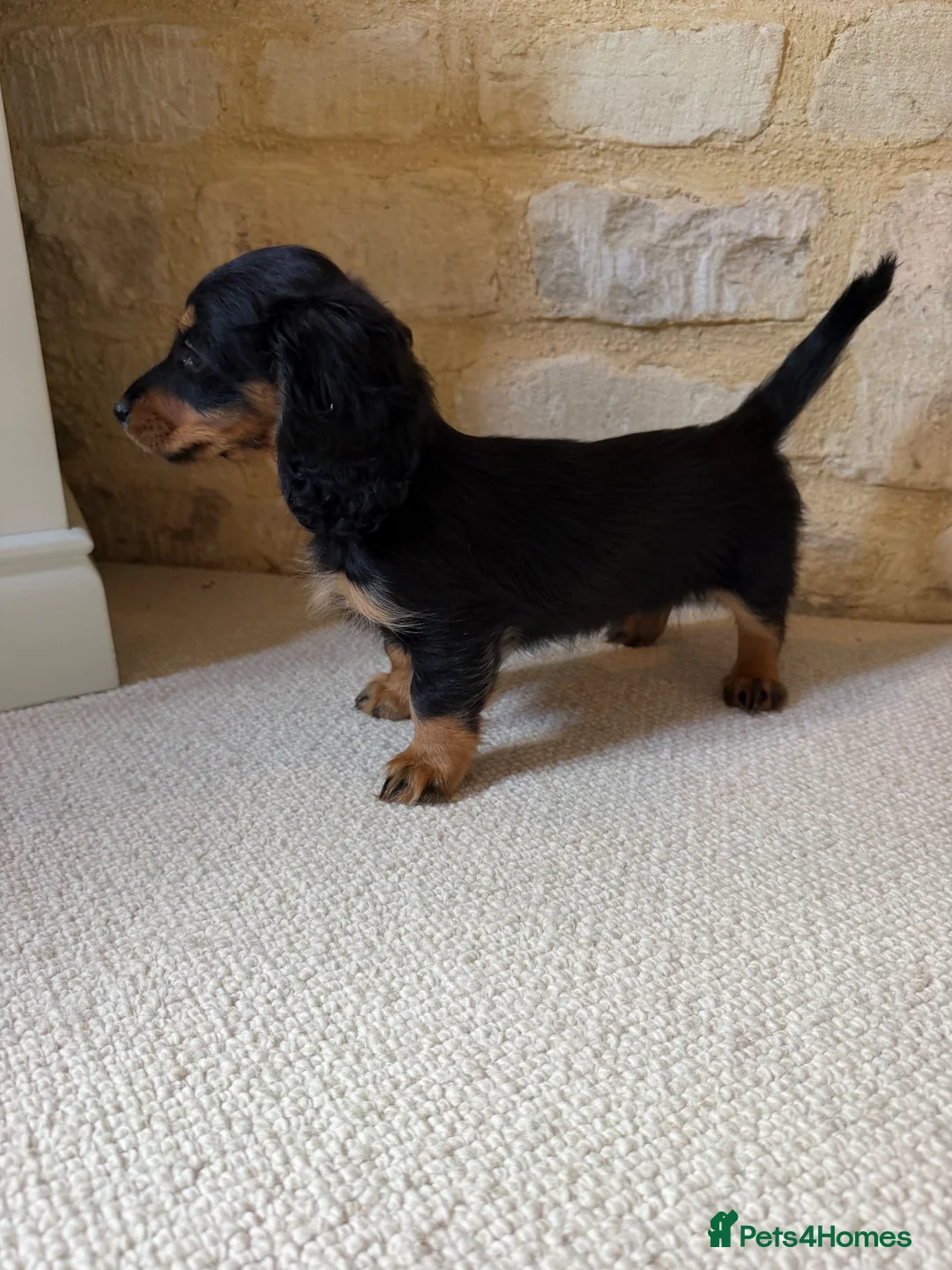 Miniature Dachshund dogs for sale: READY NOW KC Long-Haired Miniature Dachshund girl - Advert 2