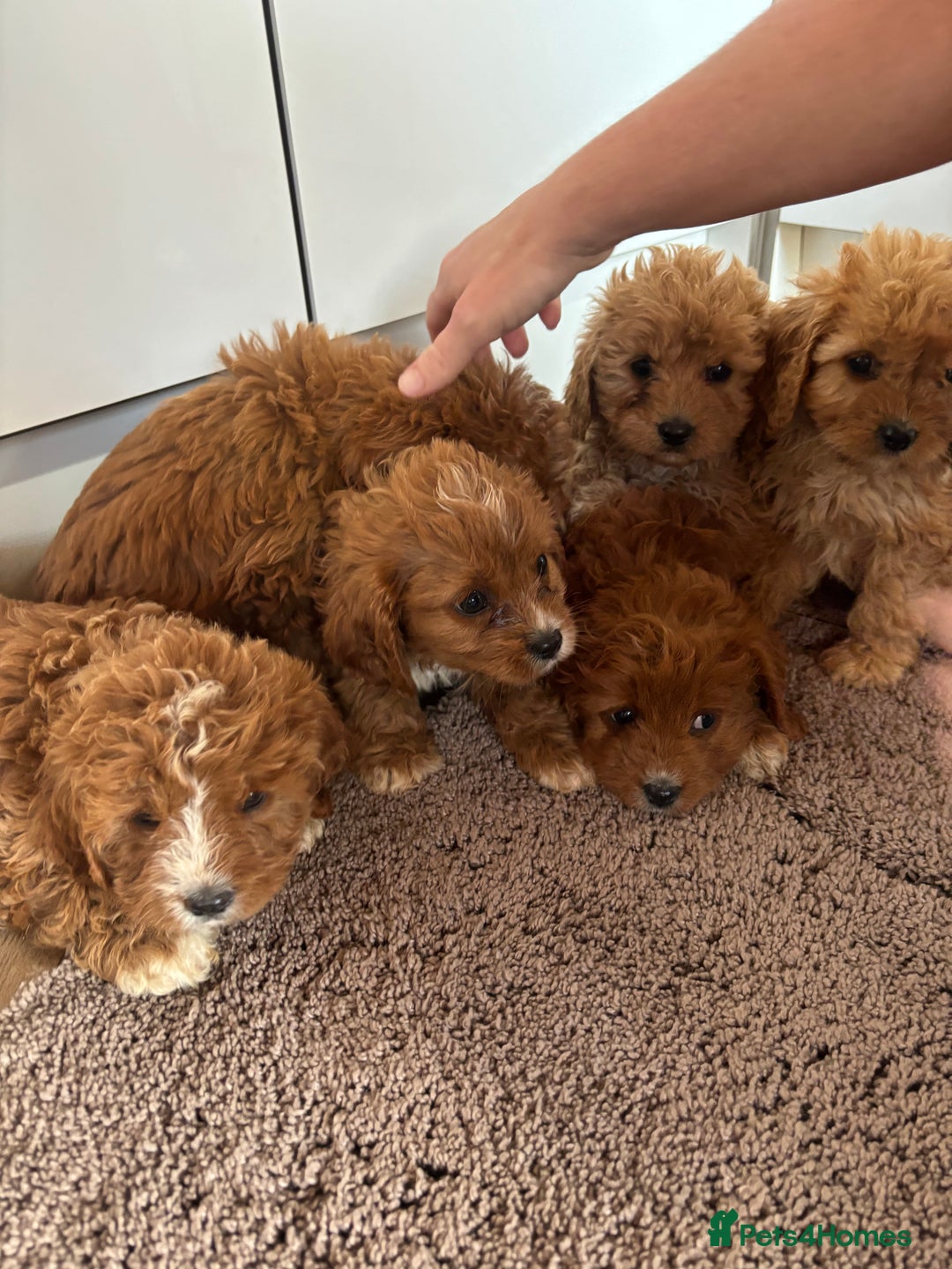 Cavapoo dogs for sale: Gorgeous cavapoos  - Image 19