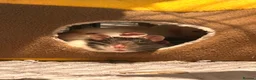 Rat rodents for sale: group of 4 friendly rats (cage+everything incl) - Advert 27