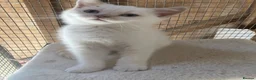 British Shorthair cats for sale: British Shorthair Kitten - Advert 4