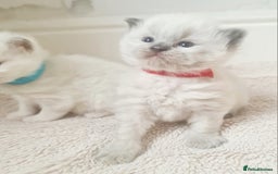Ragdoll cats for sale: Pure ragdoll kitten for reservation now - Image 1