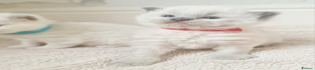 Ragdoll Kitten 2