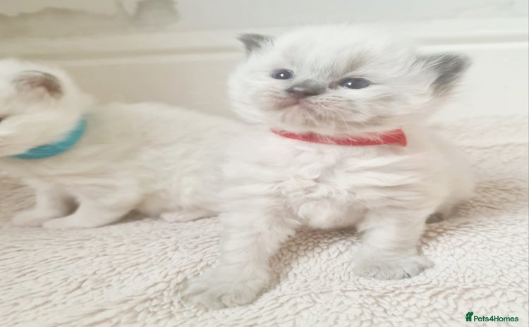 Ragdoll cats - Advert 11