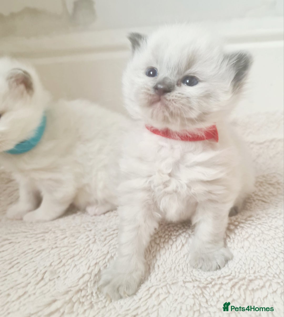 Ragdoll cats for sale: Pure ragdoll kitten for reservation now - Image 1