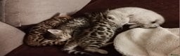 Bengal cats for sale: Four gorgeous Bengal kittens: snow, brown, silver - Advert 9