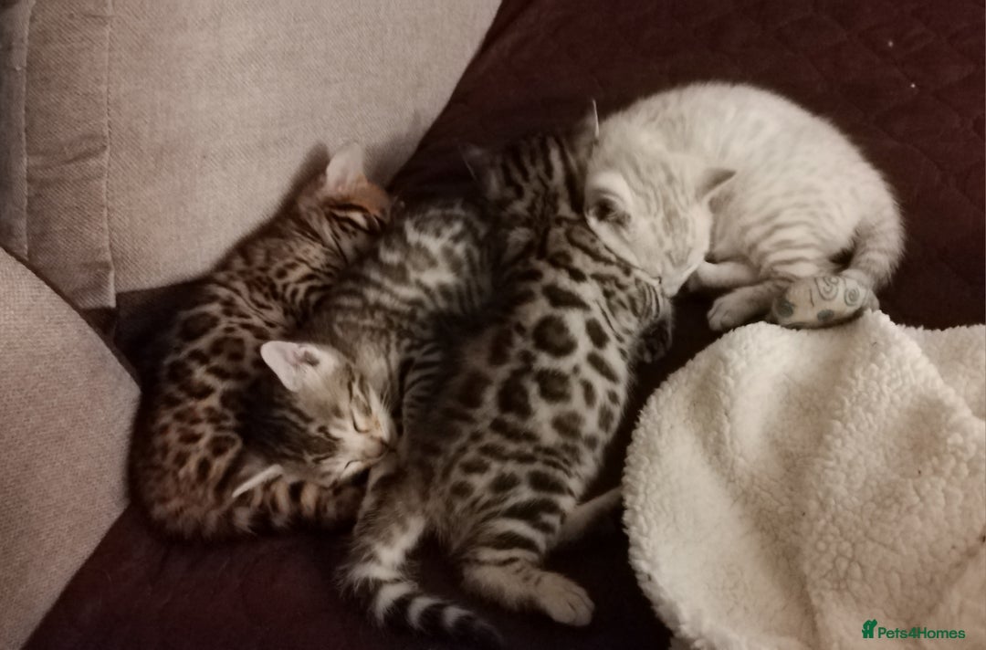 Bengal cats for sale: Four gorgeous Bengal kittens: snow, brown, silver - Advert 9