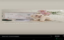 Bichon Frise dogs for stud: KC REGISTERED PROVEN STUD BEST BY FAR OVER 200 pu in Harlow - Image 8