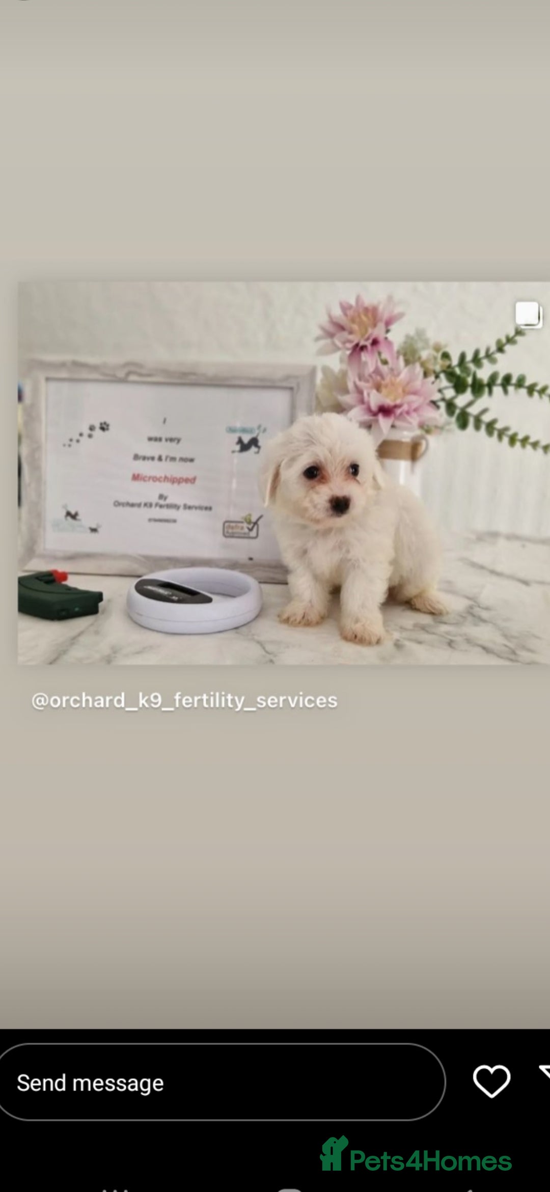 Bichon Frise dogs for stud: KC REGISTERED PROVEN STUD BEST BY FAR OVER 200 pu in Harlow - Image 8