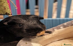 Guinea Pig rodents for sale: Diesel - Image 2